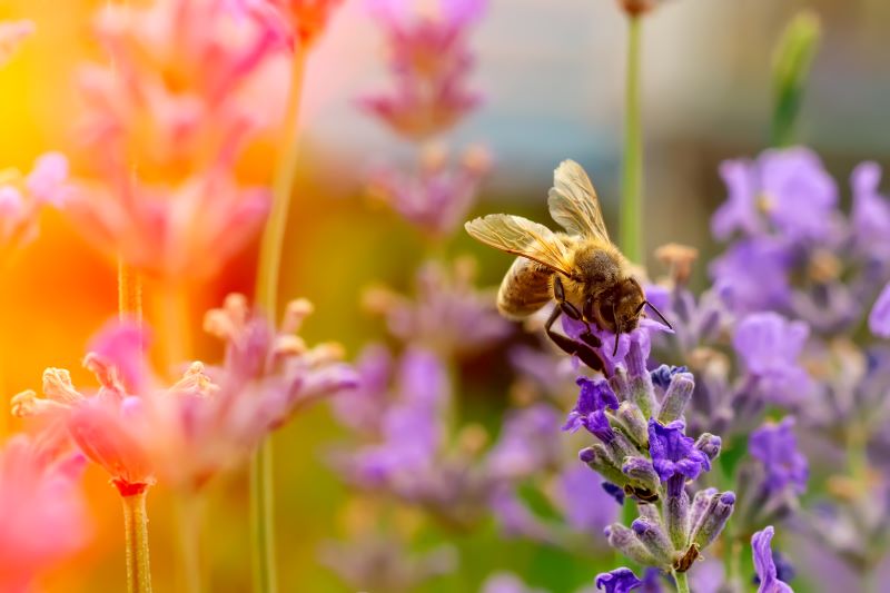 bee on flower representing nature and biodiversity