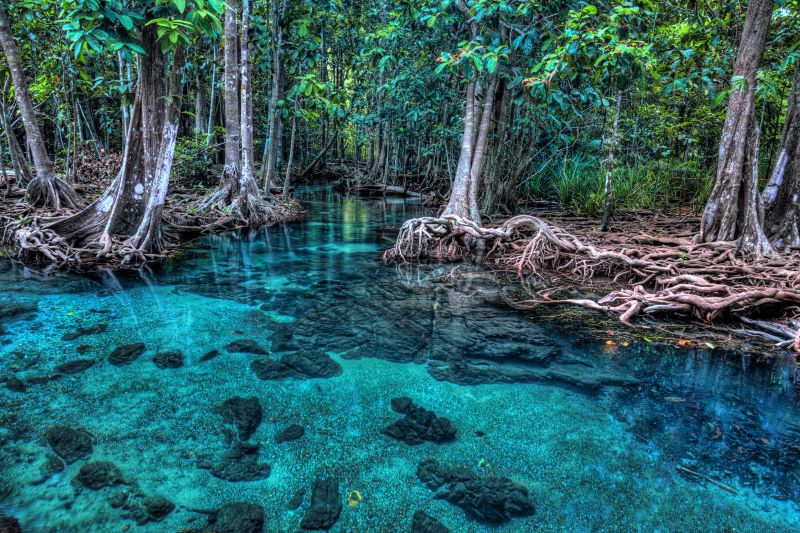 mangrove forest