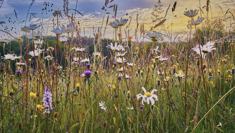 wildflowers in a meadow representing biodiversity