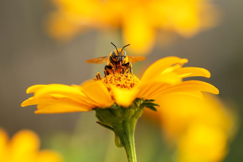 Why Are Bees Important To The Environment SearchScene Blog