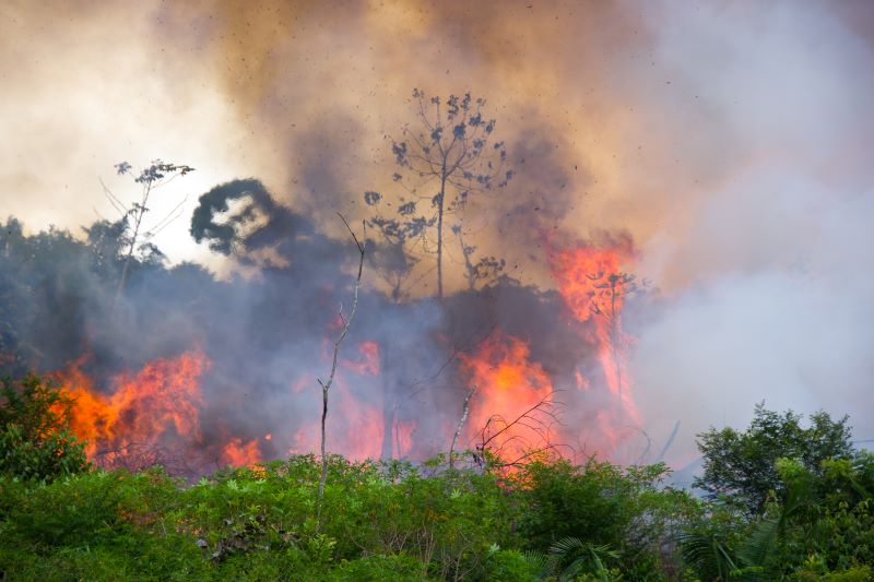 Amazon rainforest burning