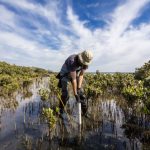 mangroves - a carbon sink