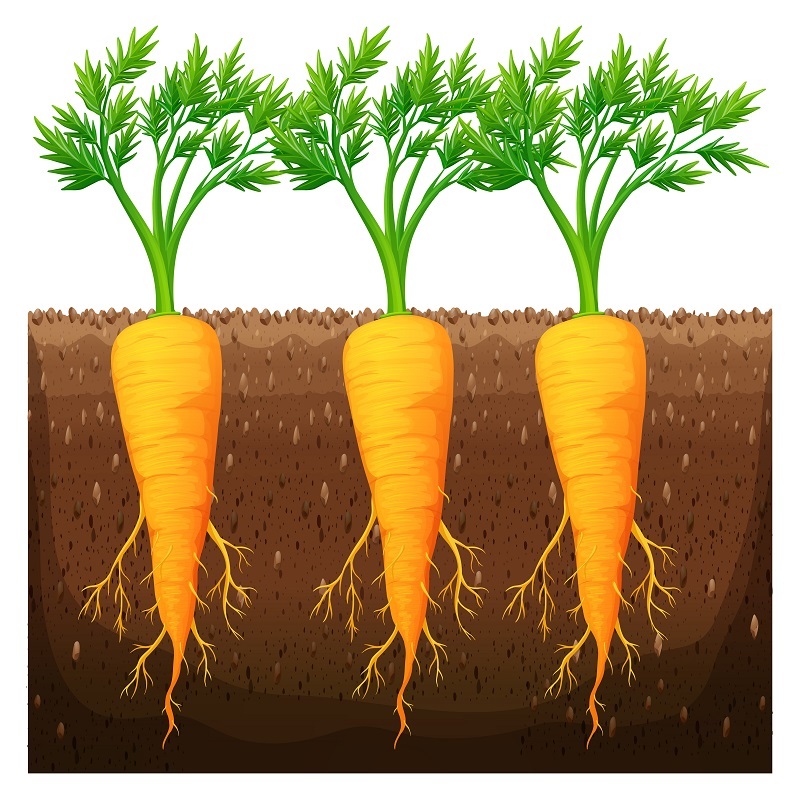 Baby carrots of the world, unite! (Poem)
