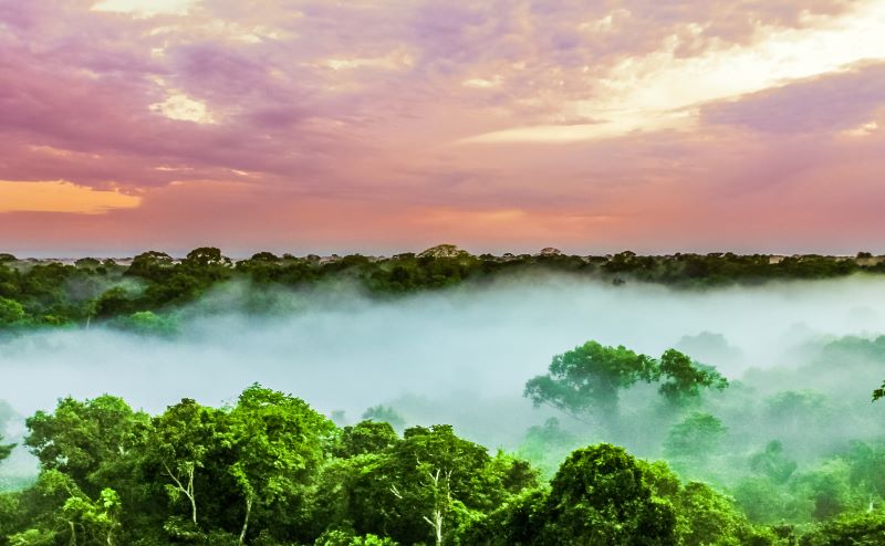 What Is Being Done to Stop Deforestation?